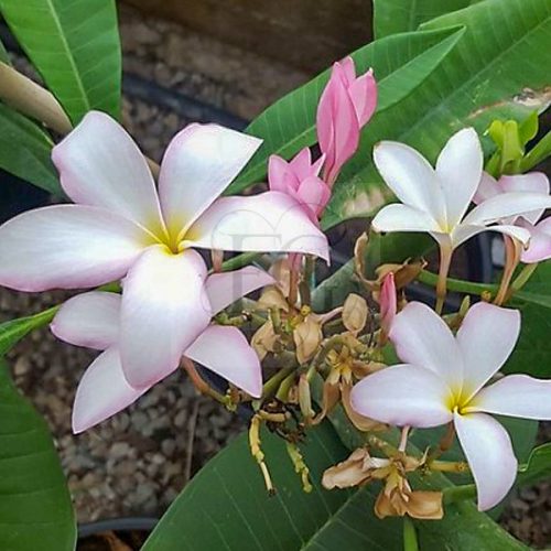 Plumeria rubra "Slaugther Pink"