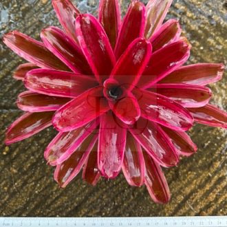 Neoregelia Annick