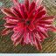 Neoregelia Annick