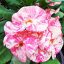 Euphorbia milii "Chiangmai Millionaire" (1)