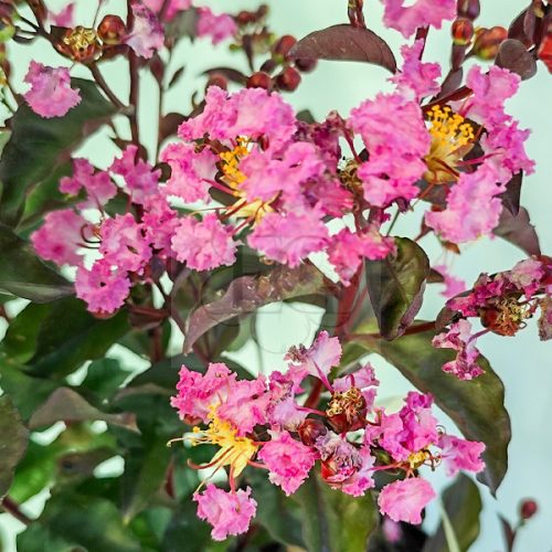 Lagerstroemia "Rhapsody in Pink"-Kínai selyemmirtusz