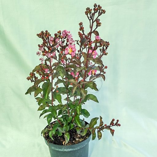 Lagerstroemia "Rhapsody in Pink"-Kínai selyemmirtusz