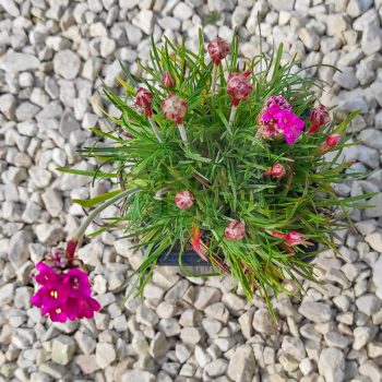 Armeria maritima "Armada Rose" Armeria maritima "Armada Rose"