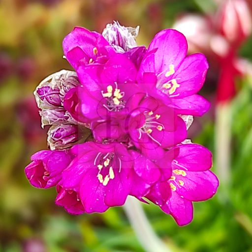 Armeria maritima "Armada Rose"