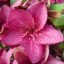 Plumeria rubra "Grapette" 
