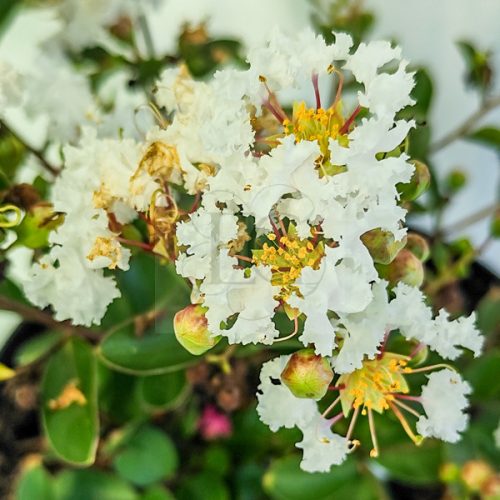 Lagerstroemia "Whit Love Virgin"-Kínai selyemmirtusz (törpe)