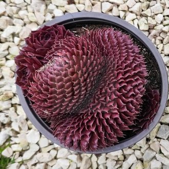Sempervivum sp.17-Cristata/Nagy-Kövirózsa