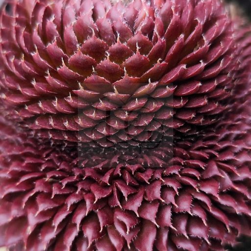Sempervivum sp.17-Cristata/Nagy-Kövirózsa