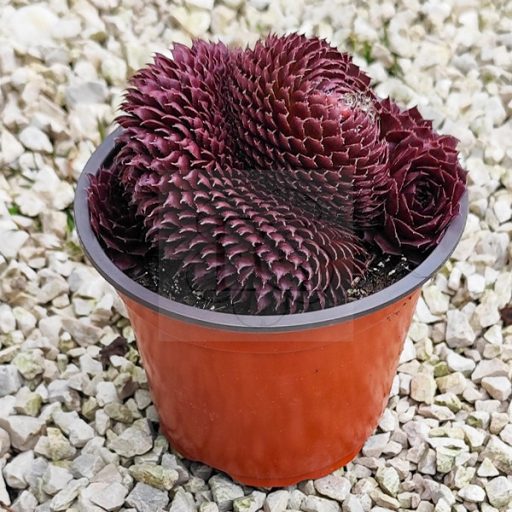 Sempervivum sp.17-Cristata/Nagy-Kövirózsa