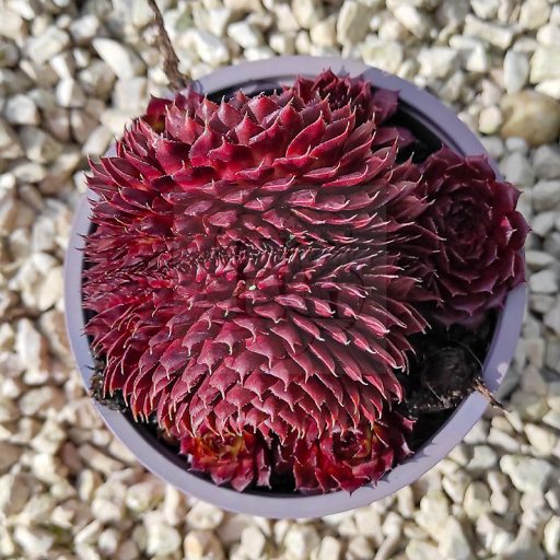 Sempervivum sp.17-Cristata/Nagy-Kövirózsa