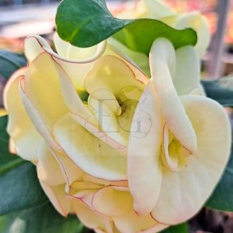 Euphorbia milii "Snow Ball" (A7)