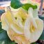 Euphorbia milii "Snow Ball" (A7)