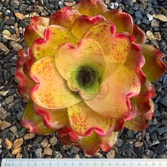 Neoregelia Ninja Hybrid Compact (orange)