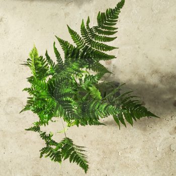 Dryopteris erythrosora Dryopteris erythrosora