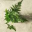 Dryopteris erythrosora
