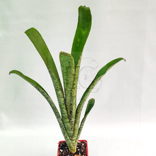 Quesnelia Mammorata 