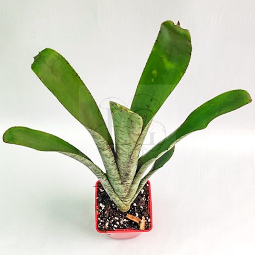 Quesnelia Mammorata 