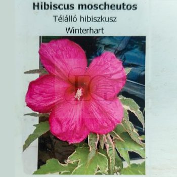 Hibiscus moscheutos-variegata levelű Hibiscus moscheutos-variegata levelű