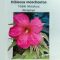 Hibiscus moscheutos-Summer Carnival-variegata levelű