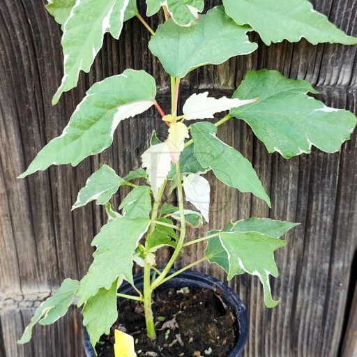 Hibiscus moscheutos-Summer Carnival-variegata levelű