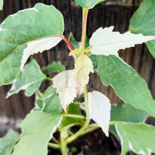 Hibiscus moscheutos-Summer Carnival-variegata levelű