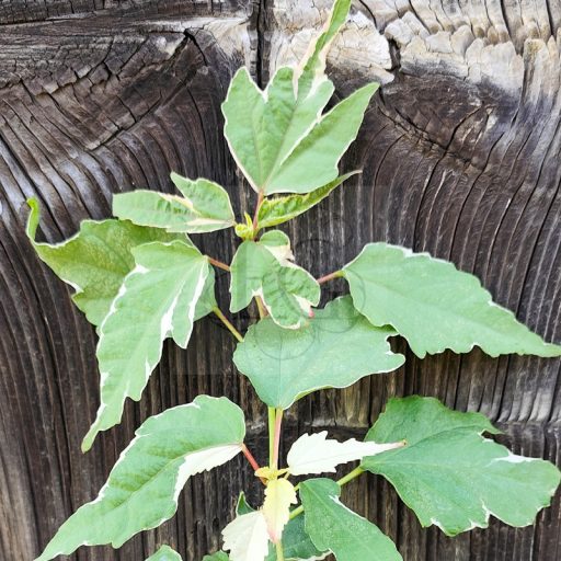 Hibiscus moscheutos-Summer Carnival-variegata levelű