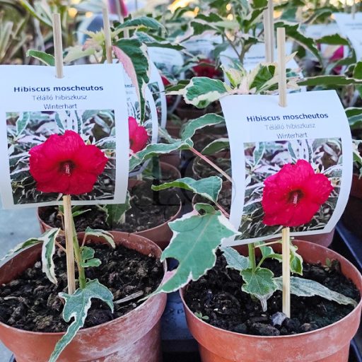 Hibiscus moscheutos-Summer Carnival-variegata levelű