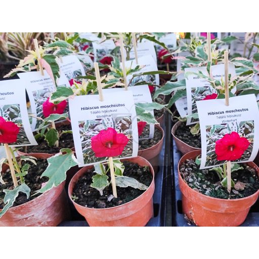 Hibiscus moscheutos-Summer Carnival-variegata levelű