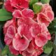 Euphorbia milii hibrid/Pink 012