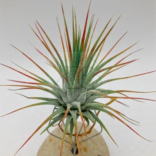 Tillandsia Ionantha Mix/4 db növény 