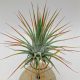 Tillandsia Ionantha Mix/4 db növény 