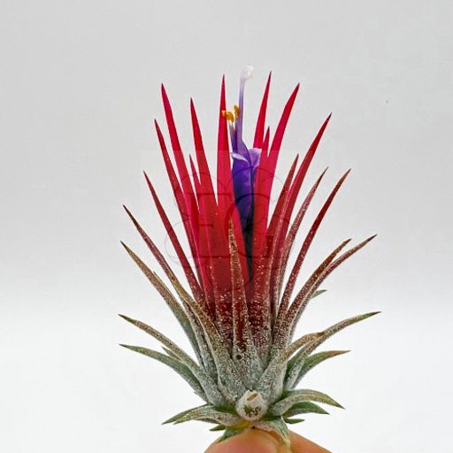 Tillandsia Ionantha Mix/4 db növény 
