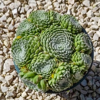 Sempervivum sp.3/Nagy-Kövirózsa Sempervivum sp.3/Nagy-Kövirózsa