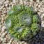 Sempervivum sp.3/Nagy-Kövirózsa