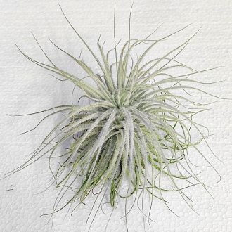 Tillandsia Tectorum var. Snow/XL