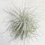 Tillandsia Tectorum var. Snow/XL