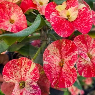 Euphorbia milii "AS22"