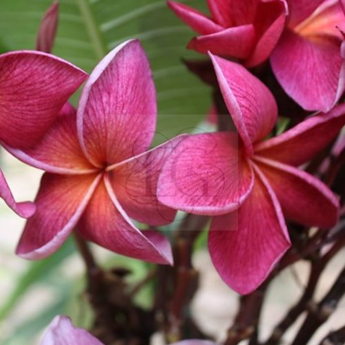 Plumeria rubra "Crimson Beauty" JJ