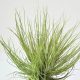 Tillandsia Pseudosetacea Clump