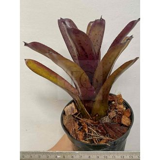 Neoregelia Tar Baby 