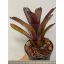 Neoregelia Tar Baby 
