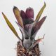 Neoregelia Tar Baby 