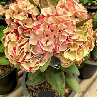 Euphorbia milii "Chan Chao" (A72)
