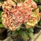 Euphorbia milii "Chan Chao" (A72)