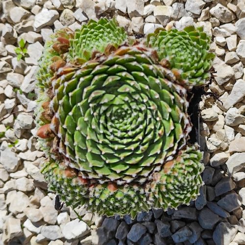 Sempervivum sp.27-Kövirózsa