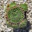 Sempervivum sp.27-Kövirózsa