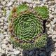 Sempervivum sp.27-Kövirózsa