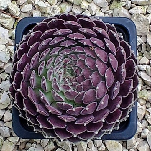 Sempervivum sp.27-Kövirózsa