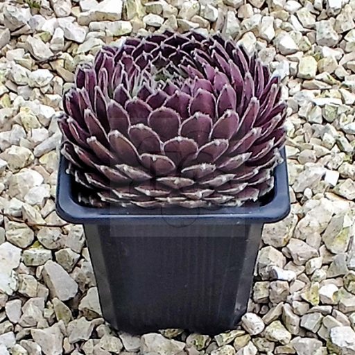 Sempervivum sp.27-Kövirózsa