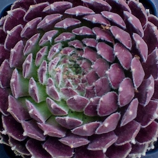 Sempervivum sp.27-Kövirózsa